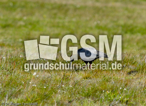 Schwarzzügelibis (4 von 15).jpg